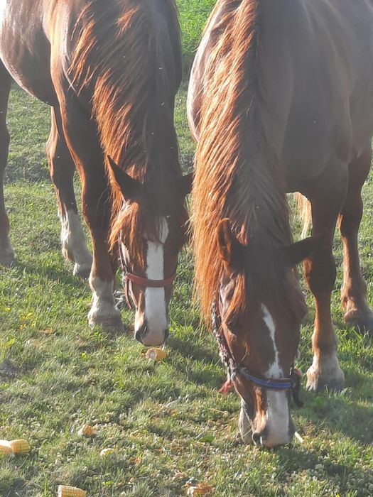 Vand iapa de 8 ani si manz