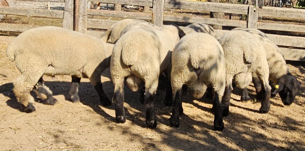 Suffolk berbec adult originar Irlanda, berbeci și mieluțe