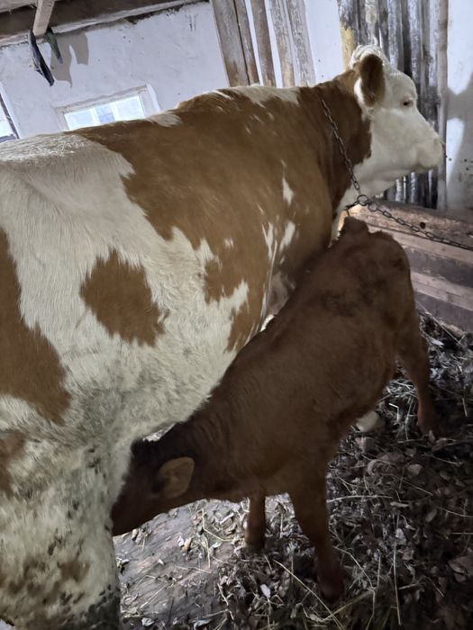 Vând junică Bălțată Românească cu vițea de 3 săptămâni