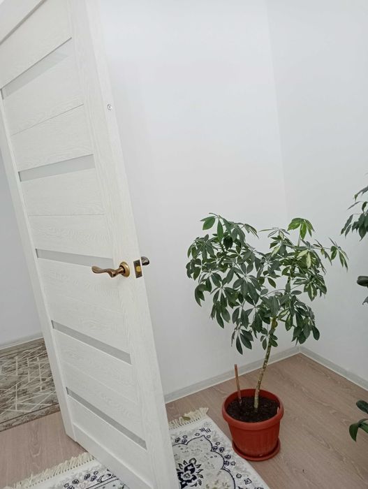 Продам комнатные цветы