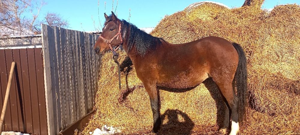 Продам кобылу, СКО Айыртауский район с. Нижний бурлук