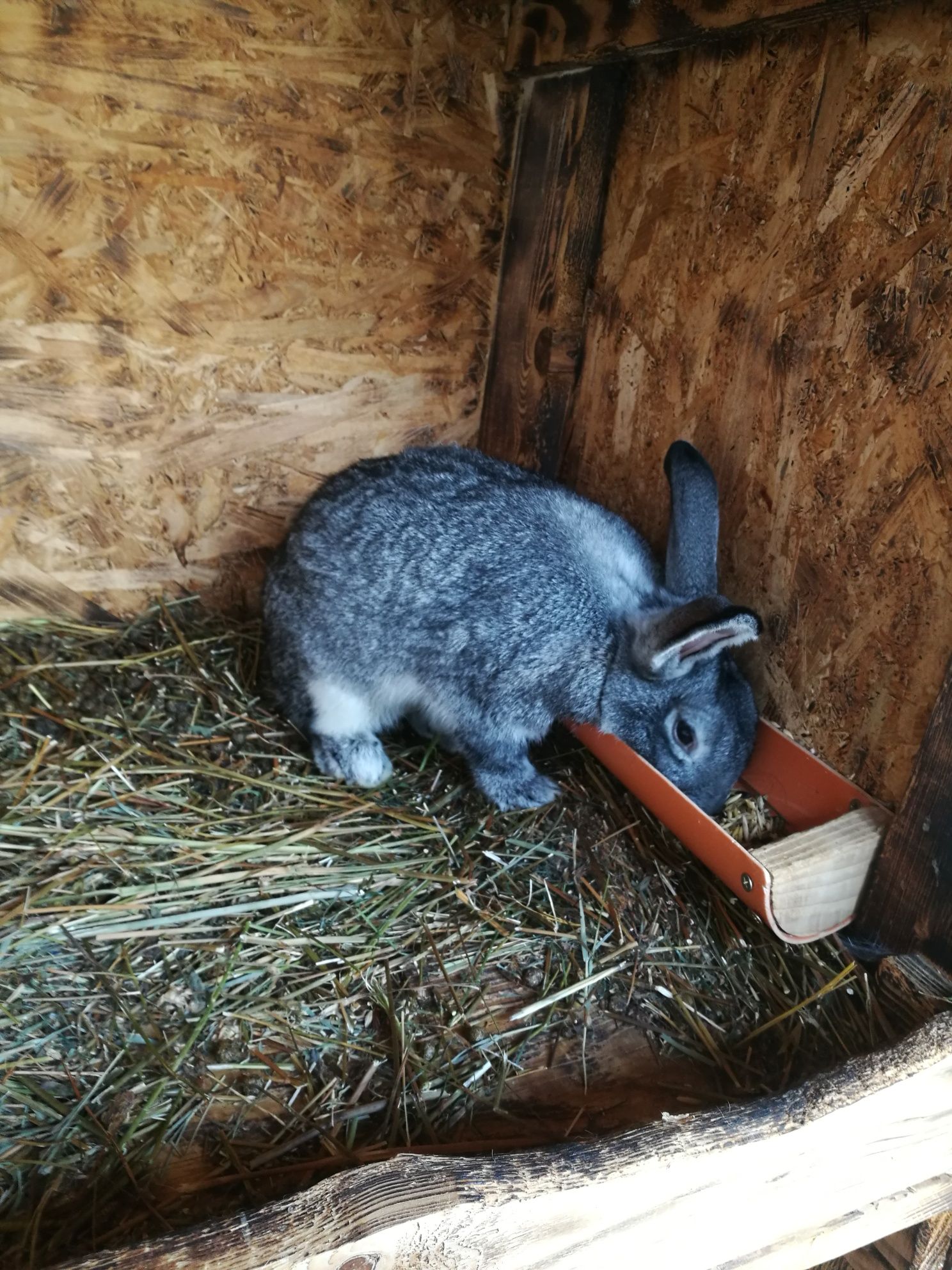 Femele chinchilla mare