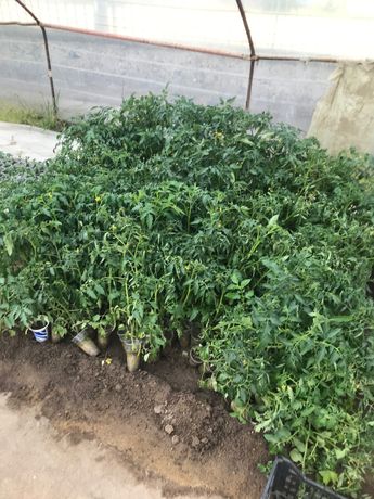 Разсад домати, краставици, пипер и др