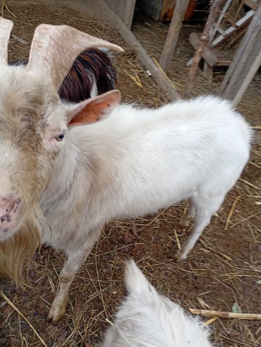 Schimba casa tap saanen 2ani