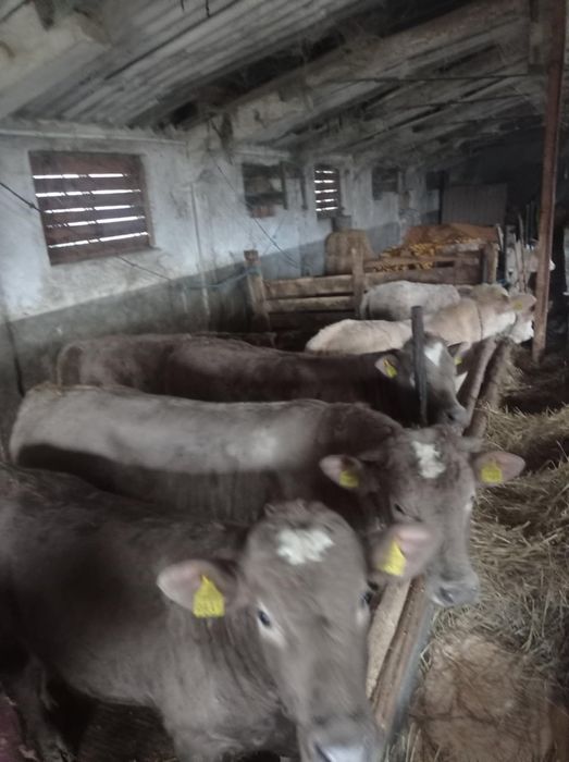 Vând vitei pentru mai multe detalii sunați la numărul de telefon !!