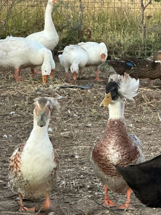 Rate motate. Si picheri