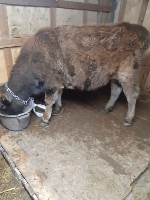 Продам молодую упитанную стоящую на откорме телочку