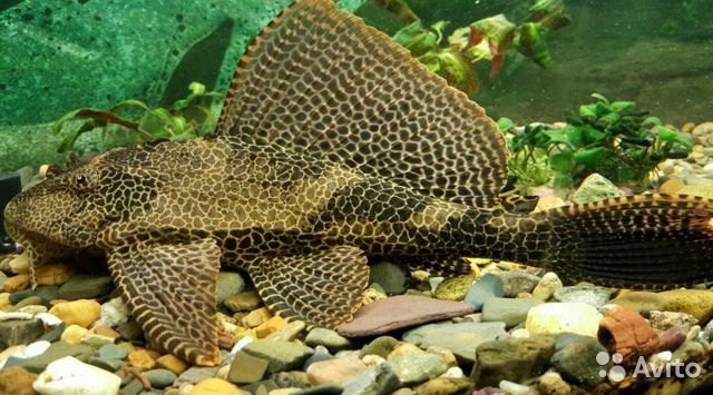 Продам  - парчевый птеригоплифт ( 20см )