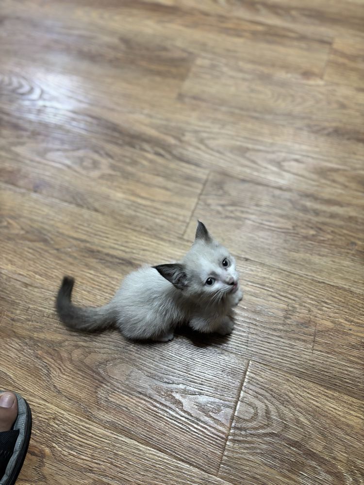 Котёнок в добрые руки