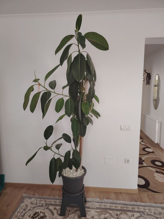 Vând ficus ornamental
