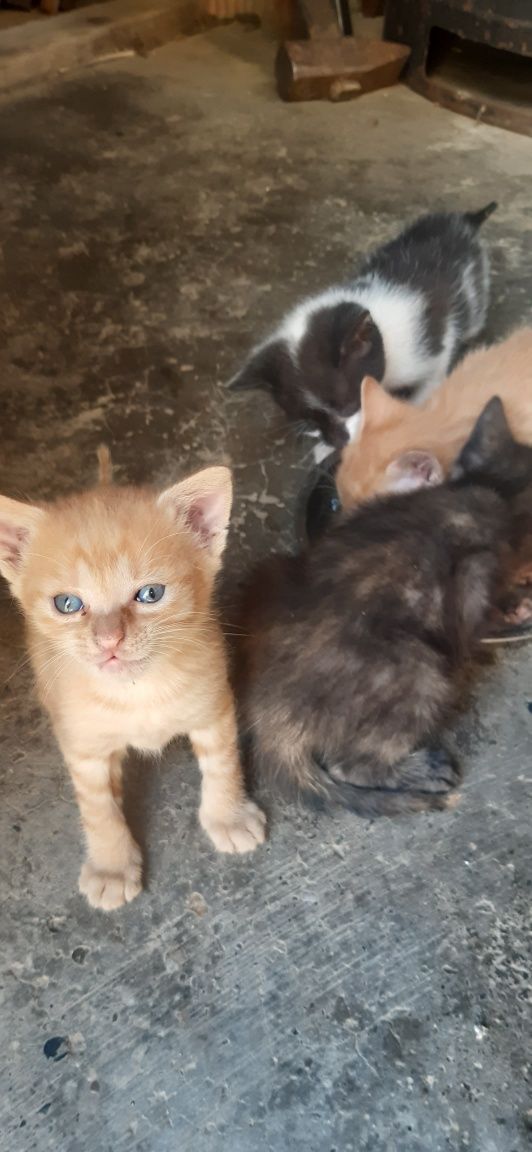 Pui pisicuțe de o luna