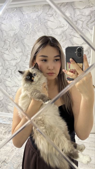 Бирманская кошка