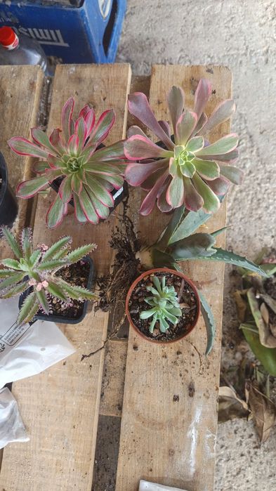 Suculente pentru Nela