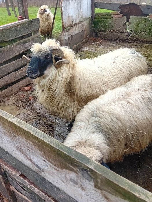 Vând berbec de 2 ani