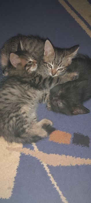 Отдам котят в хорошие руки