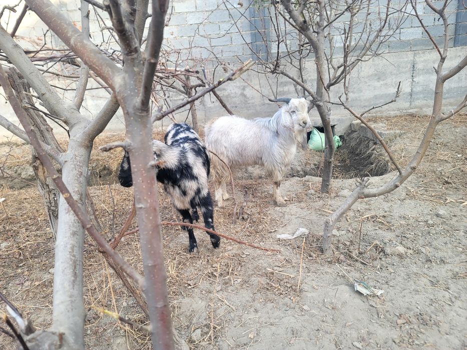 Пародтпроиппшльппп