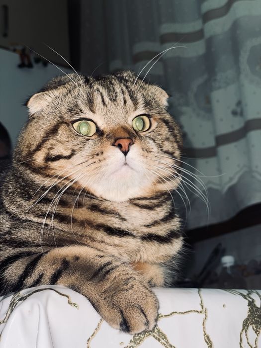 Киз бола мушу кере вязкага. (Мушу сотилмиди)