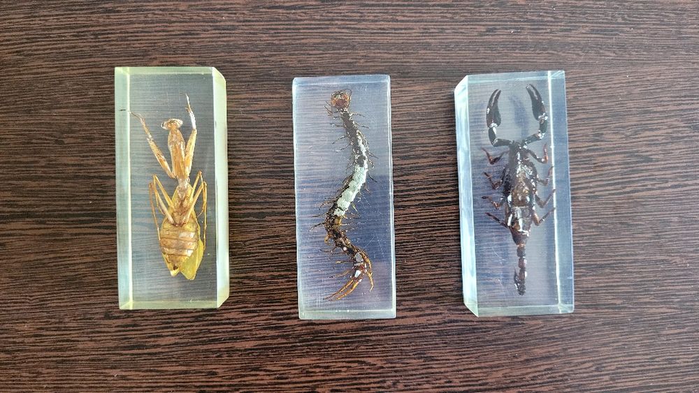 Insecte (reale) in rasina colectia DeAgostini