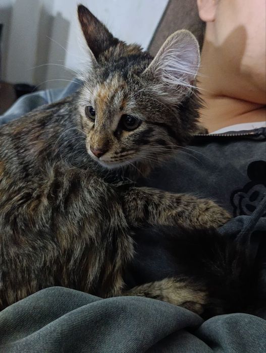 Отдам даром катенок