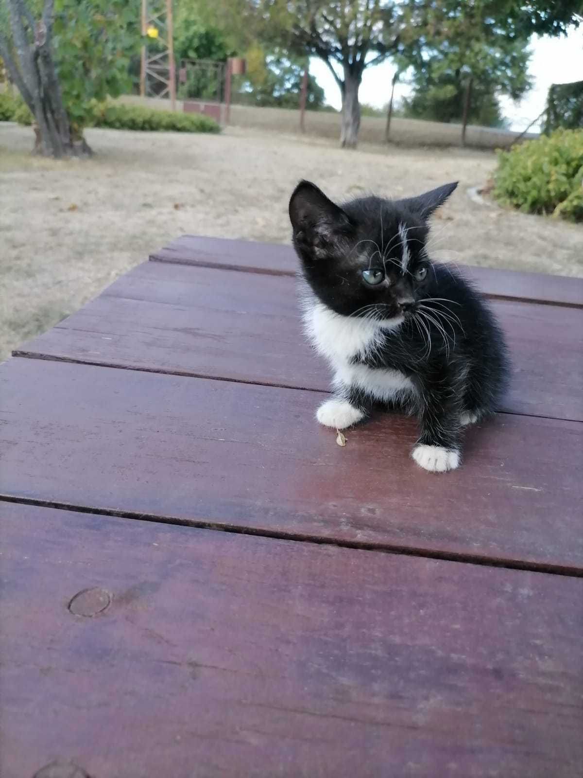 Котета на един месец