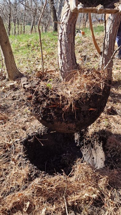 Transplantari copaci cu utilaj specializat