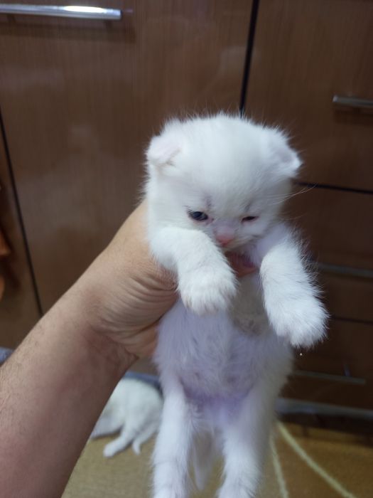 Котята скотиш страйт и фолд.