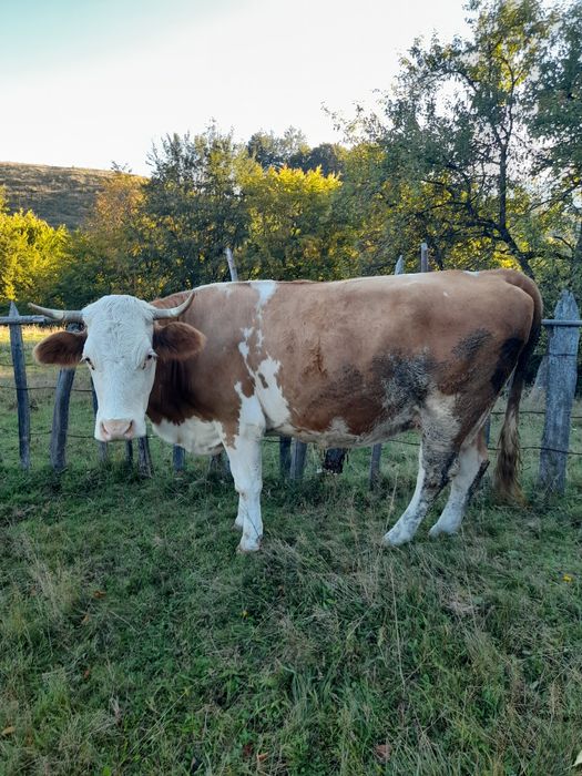 Vand vaca si vițică