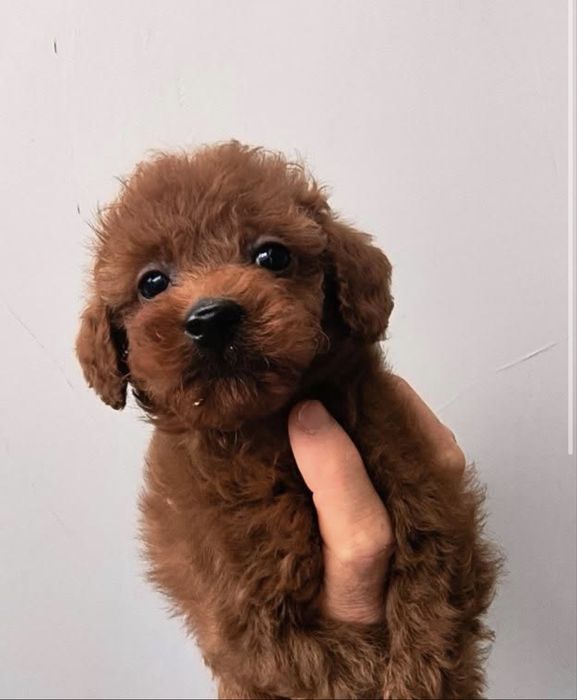 Той пудел Toy poodle Red