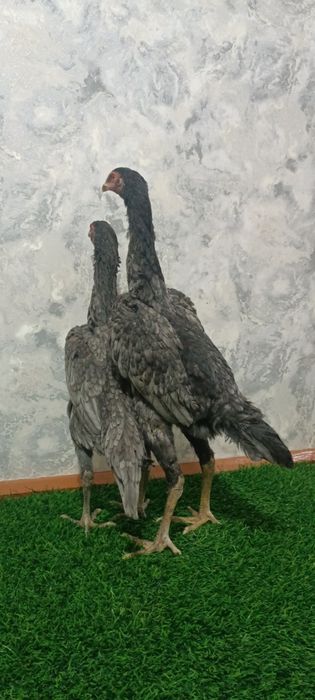 Kul makyonla sotiladi