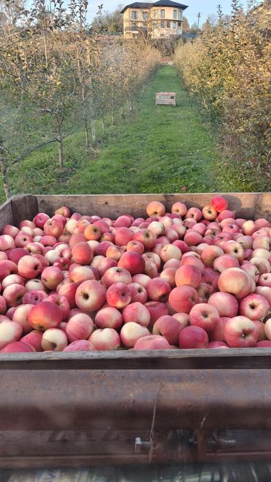 Mere pentru suc și marmelada