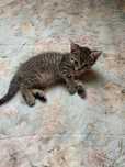 Pisicute spre adoptie !!