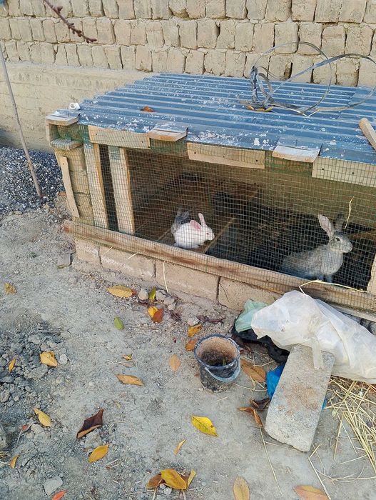 Куён сотилади кролик