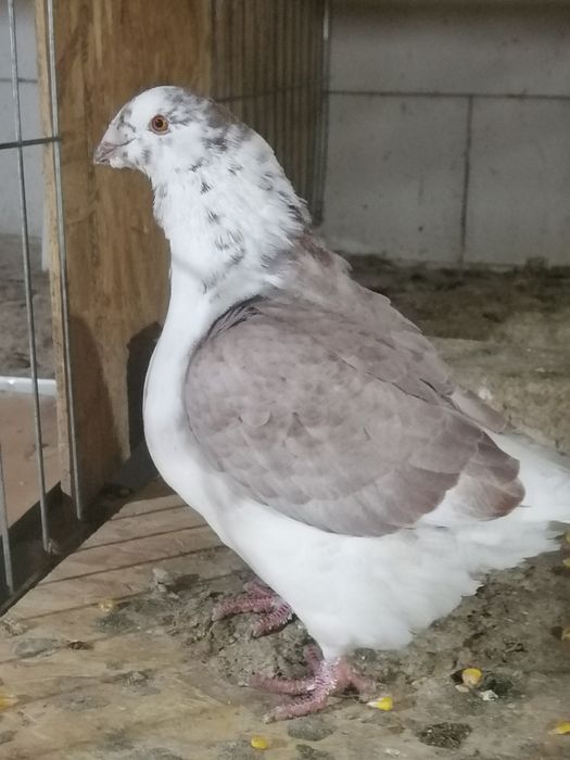 Porumbei american AGH