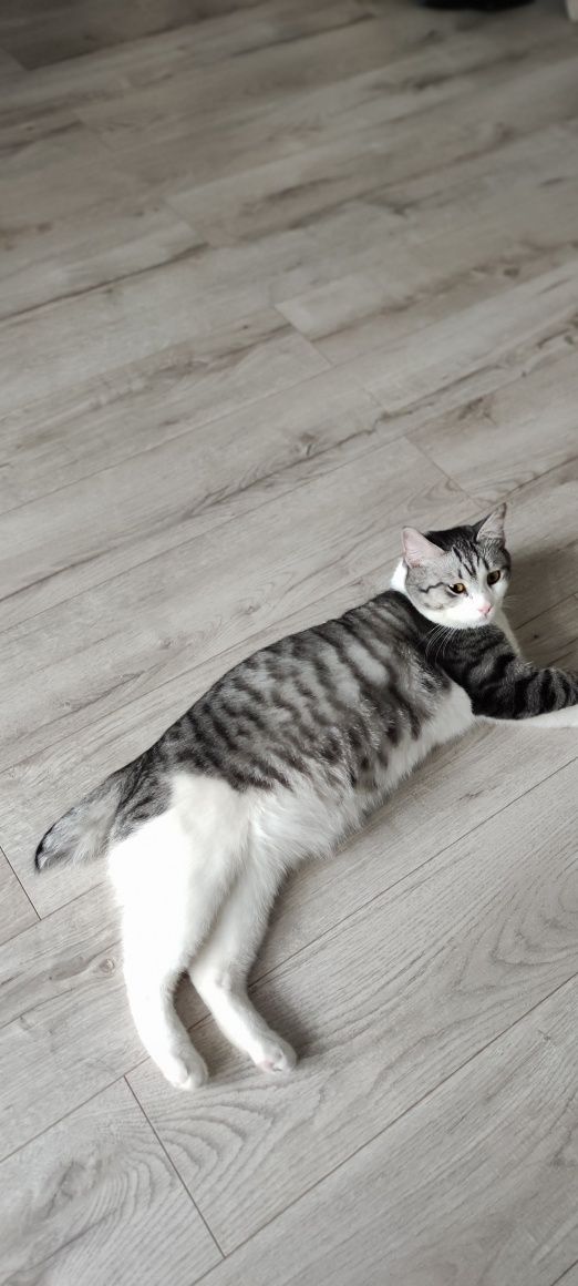 Найден кот с обрубленным  хвостиком