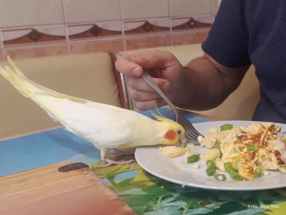 Pui de nimfe, foarte blânzi