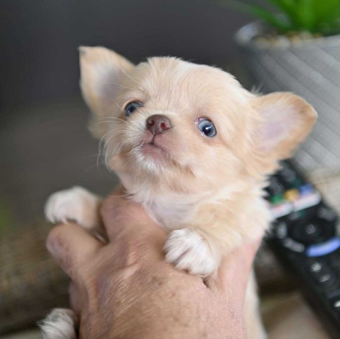 Мъжко дългокосместо мини чихуахуа изабел