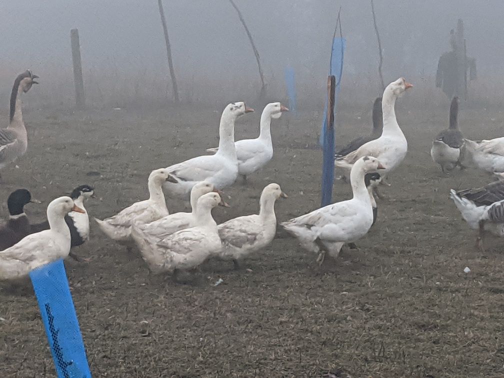 Продавам Гъски и Юрдечки