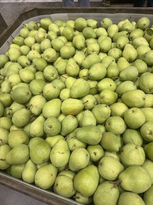 Pere lucas calibrul 65/95