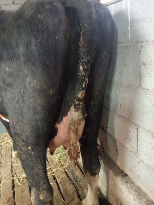 Жана туган сутты сиыр