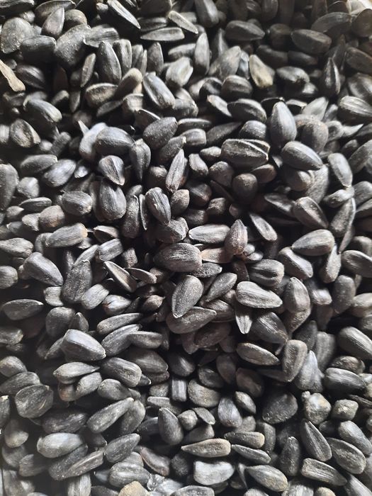 Vând semințe de floarea soarelui