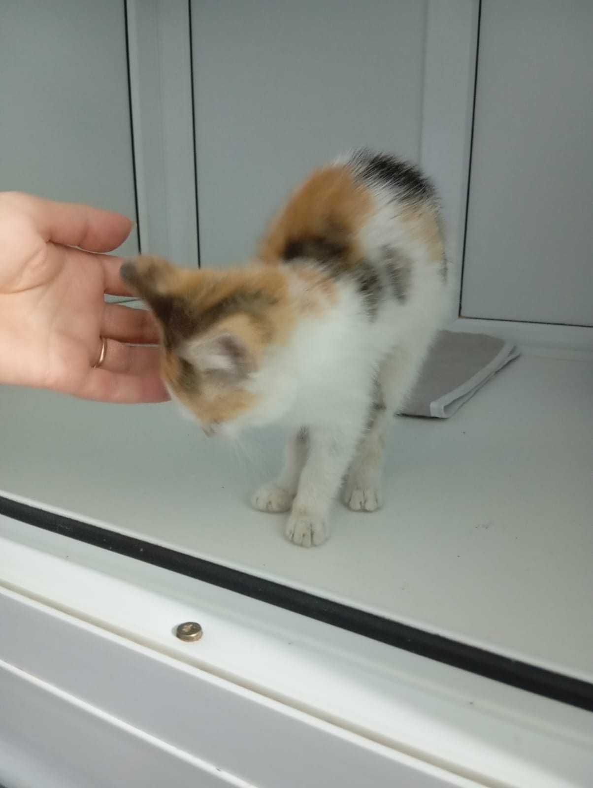 Котёнок (девочка, 2,5-3 месяца) ищет дом.