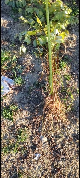 Puieti forestieri salcâm frasin carpen fag mesteacăn tei brad Ulm