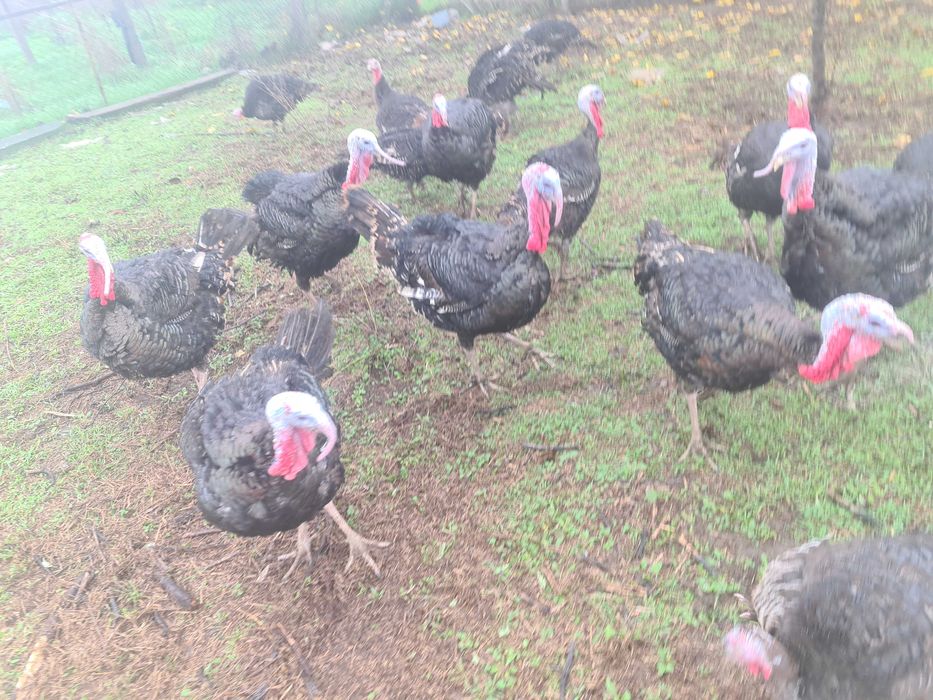 Продавам Пуйки за Повече информация Се обадете на посочения Номер..