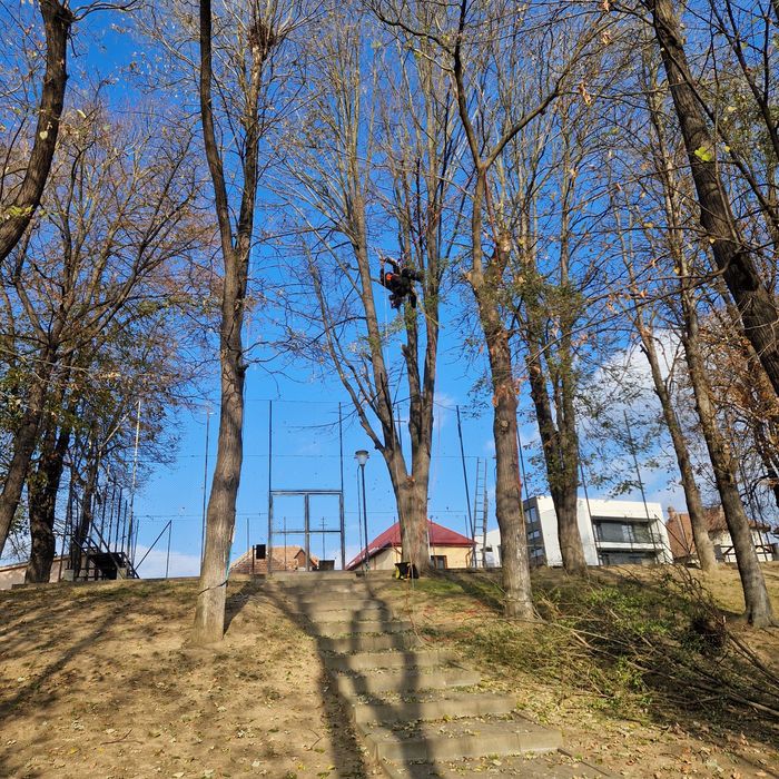 Toaletare, defrisare, taiere, reducere coroana arbori