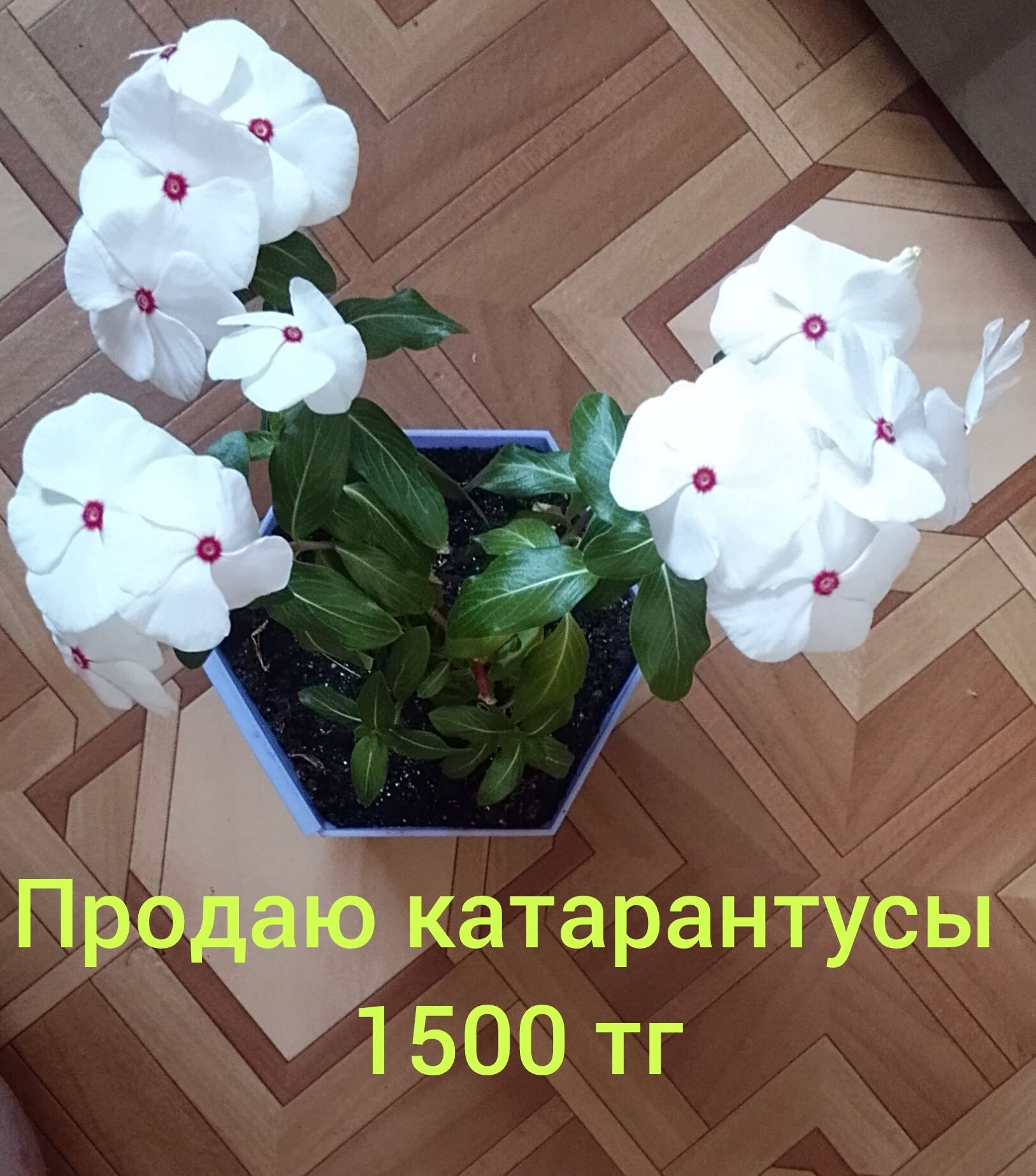 Катарантус продаю.