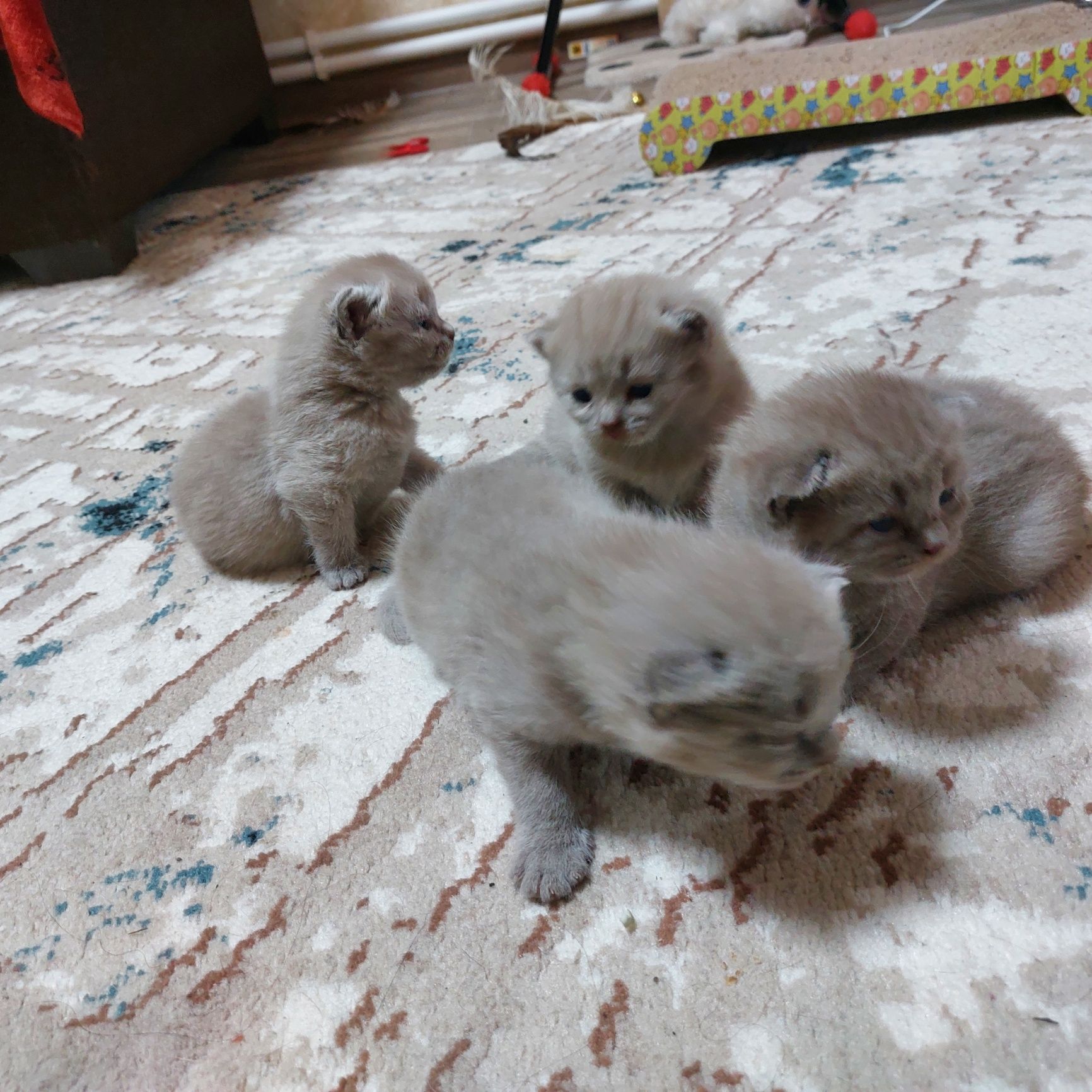Котята шатландской пароды к продаже через месяц