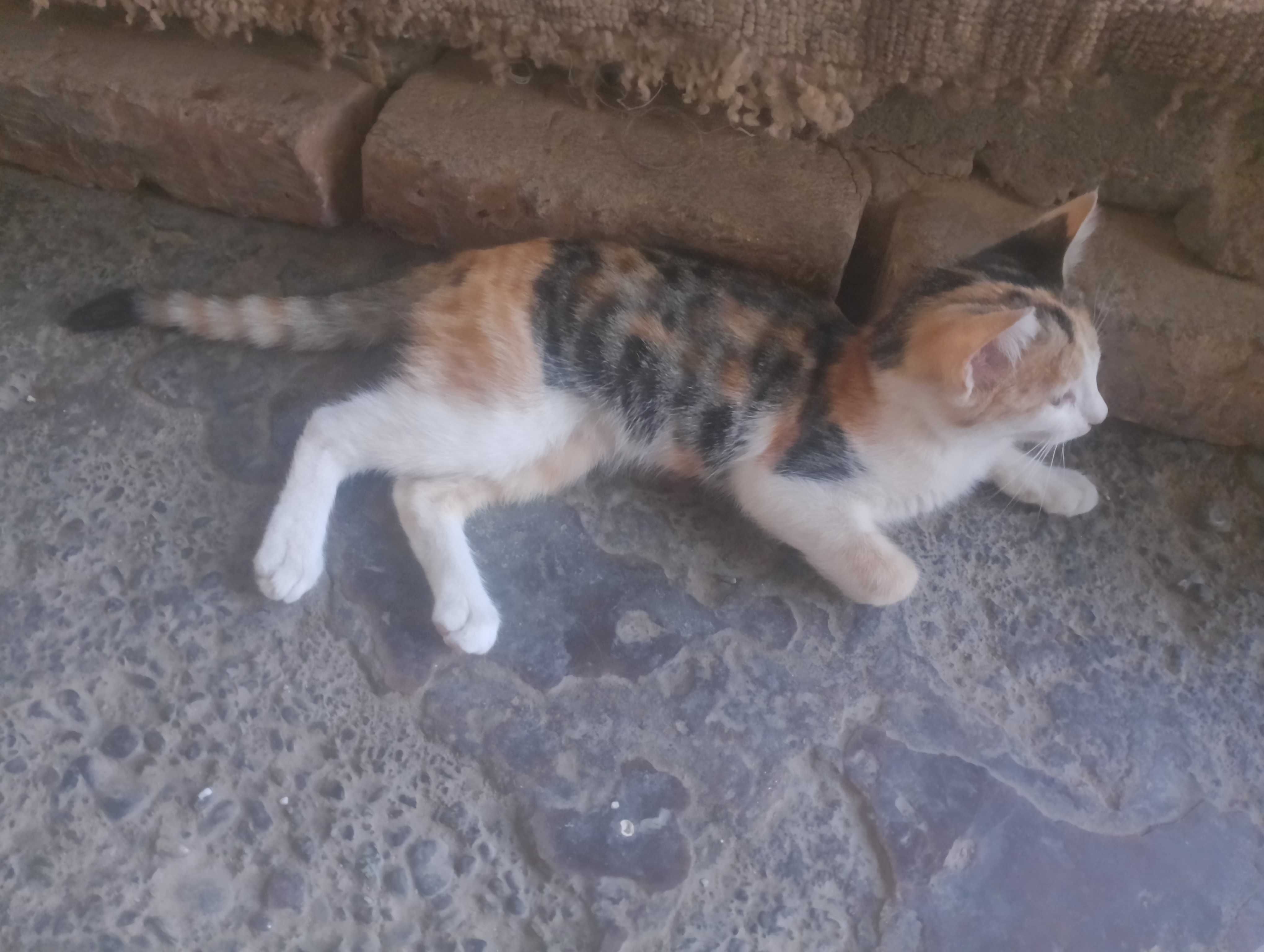 Котёнка,мушук боласи