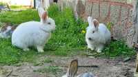 Кролики 6 шт крольчата 25 шт если не больше