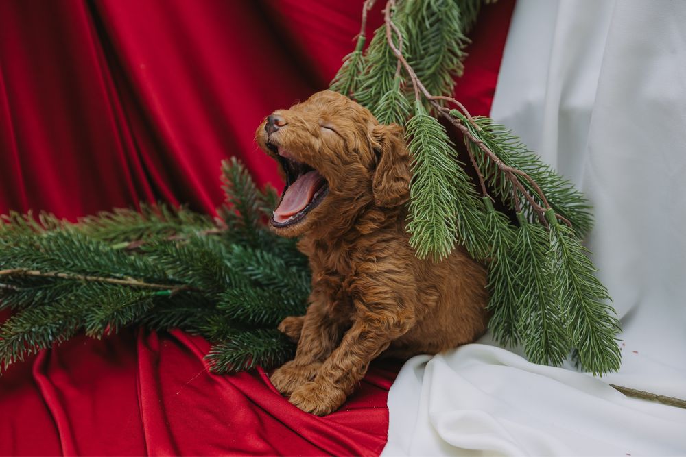 Мини пудели, родени на 07.10.