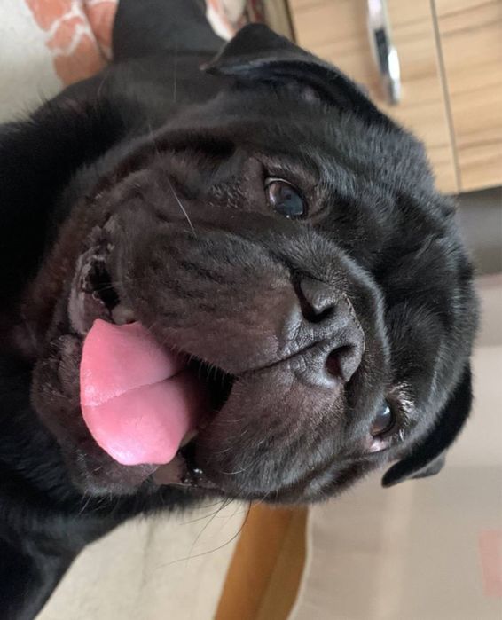 Вязка Мопс (кабель)